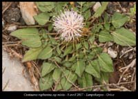 Centaurea-raphanina-ssp-mixta2